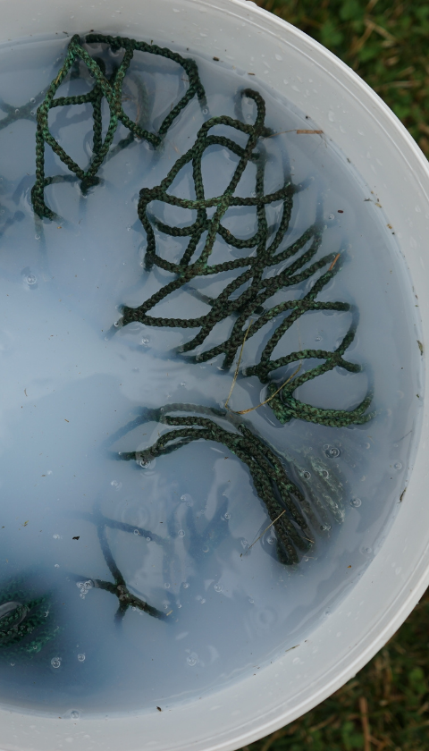 cleaning a old hay net in a bucket with soapy water