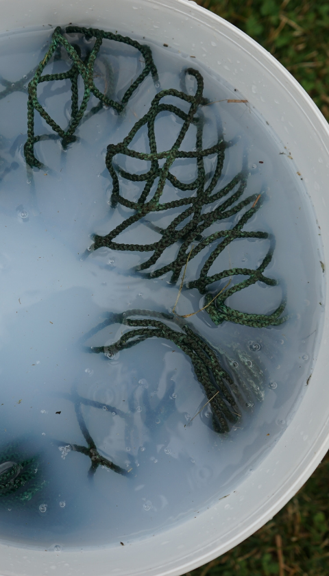 cleaning a old hay net in a bucket with soapy water 