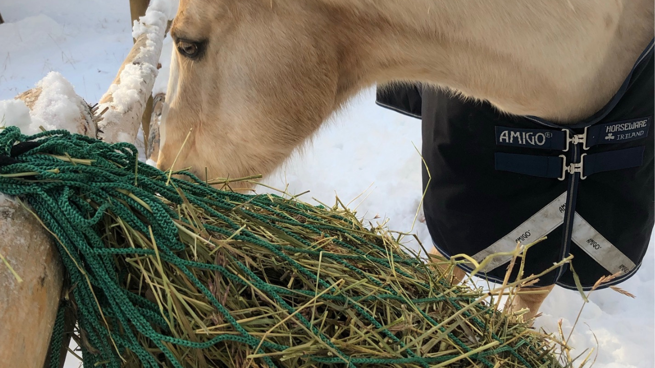 Winter Horse Safety: How to Use Hay Nets with Blanketed Horses