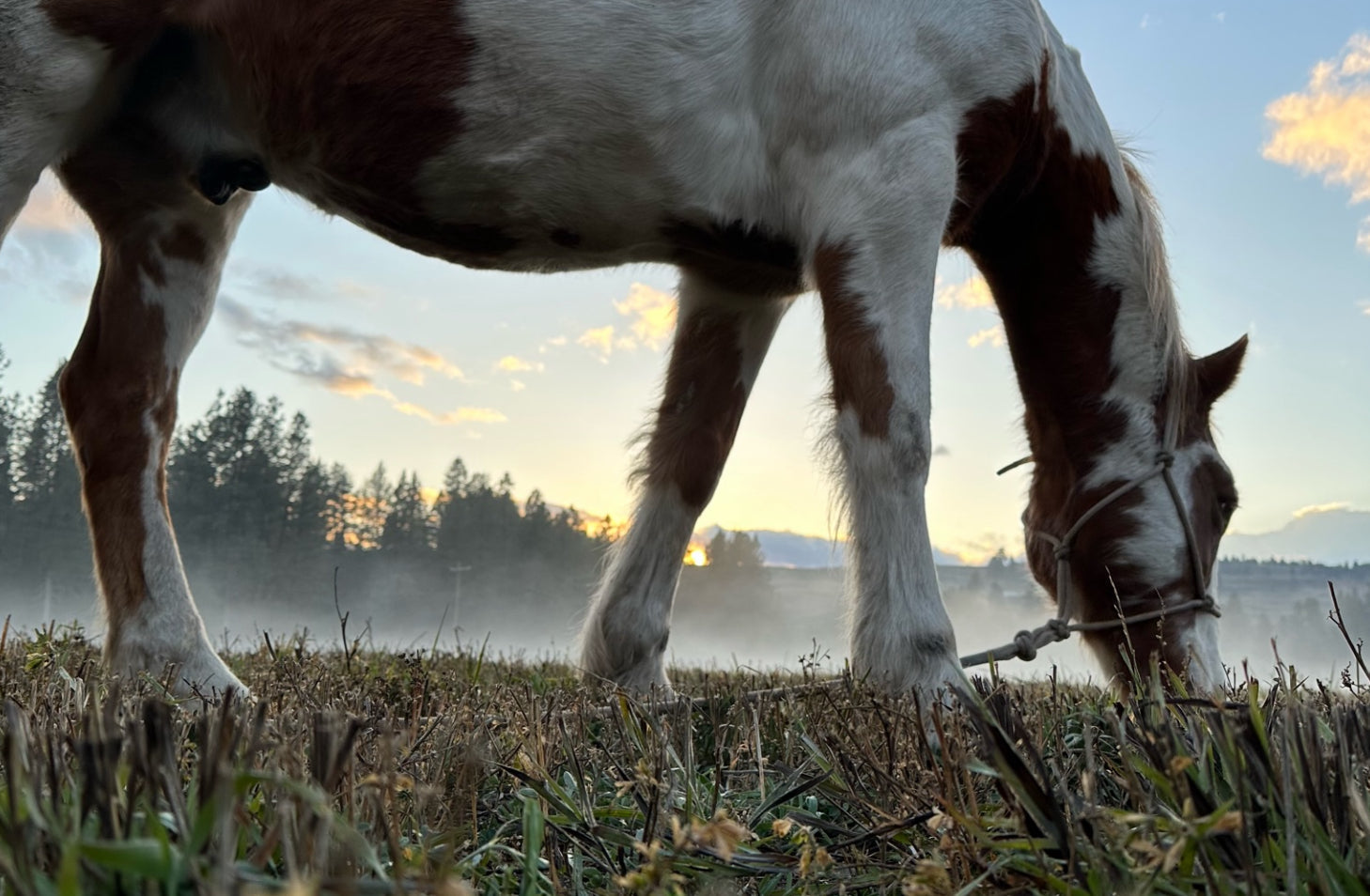 Why I Pull My Horses Off Grass When Frost Hits — Managing Sugars and Sensitivities in Fall Weather