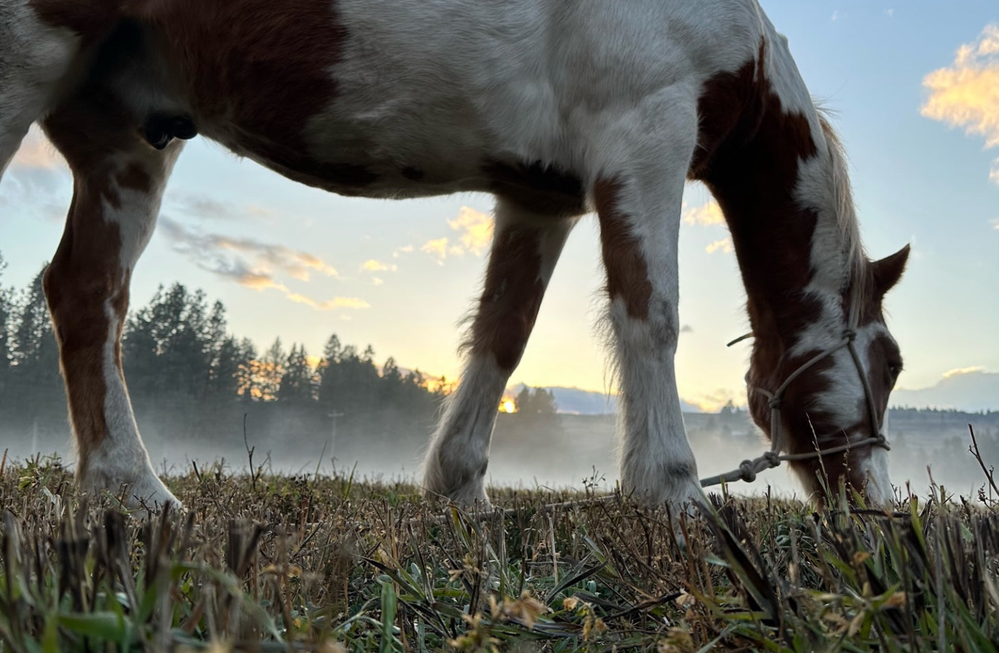 Why I Pull My Horses Off Grass When Frost Hits — Managing Sugars and Sensitivities in Fall Weather
