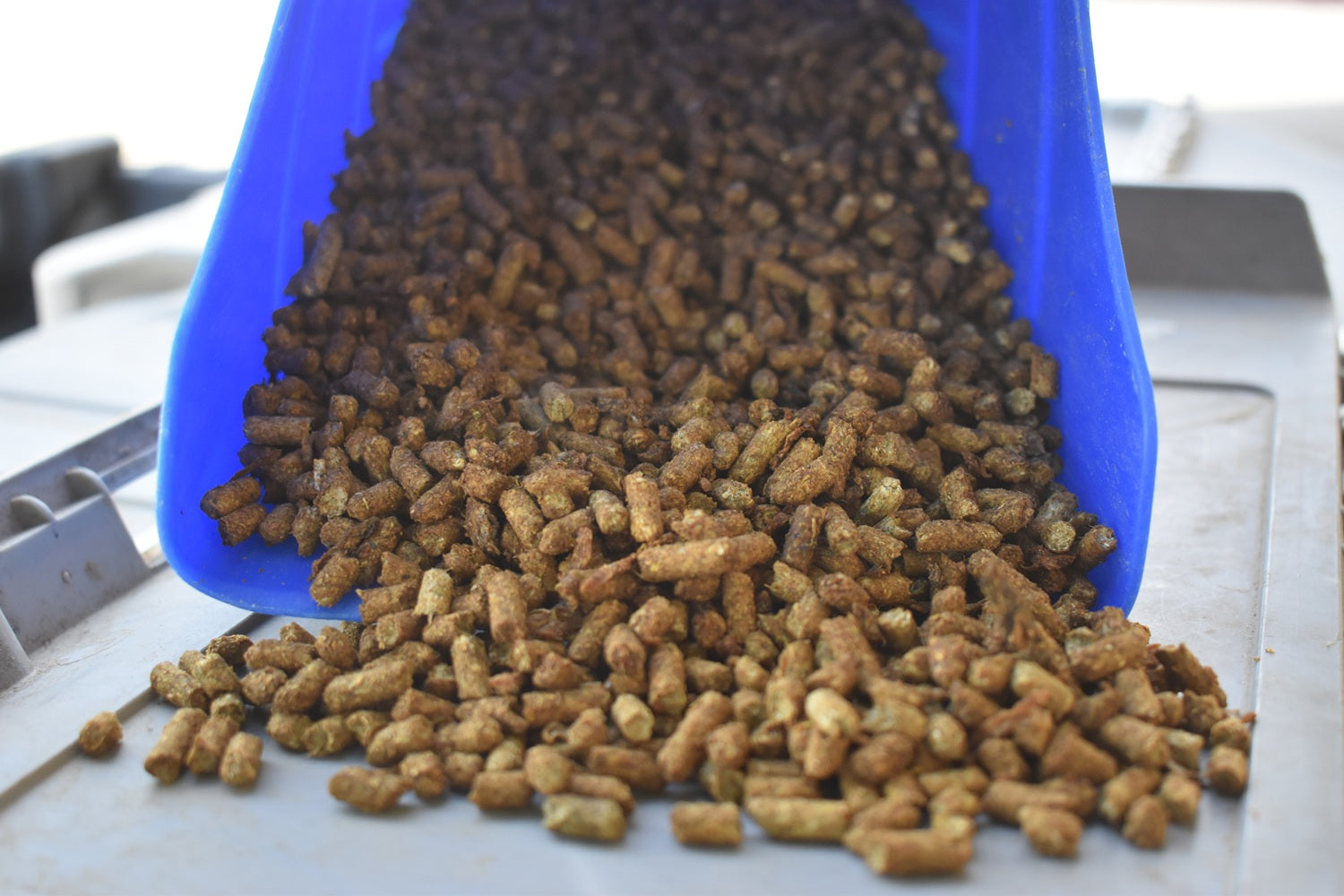 What UC Davis Says About Feeding and Managing Gastric Ulcers in Horses