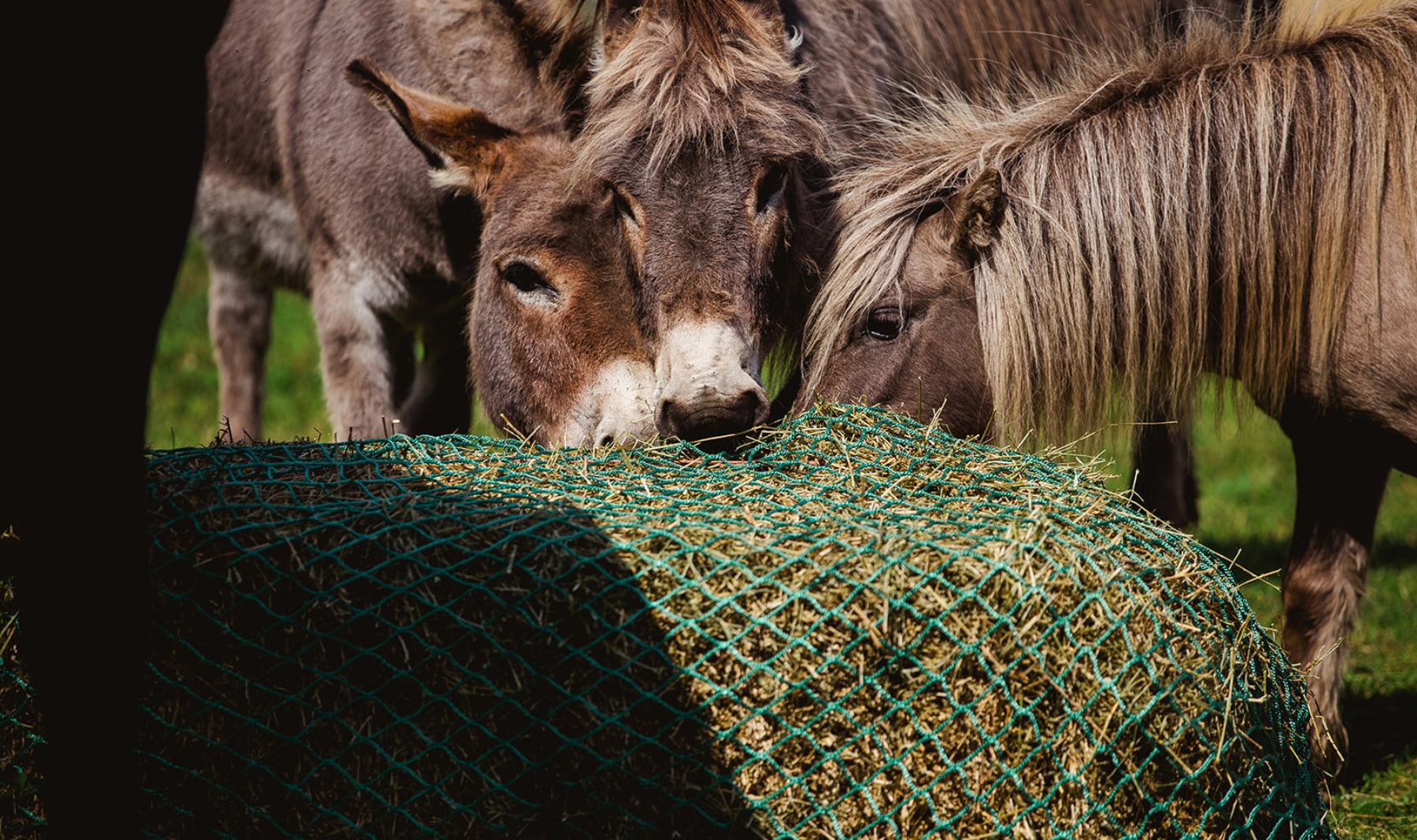 Equine Weight Management: Reducing Risks of Metabolic Disorders