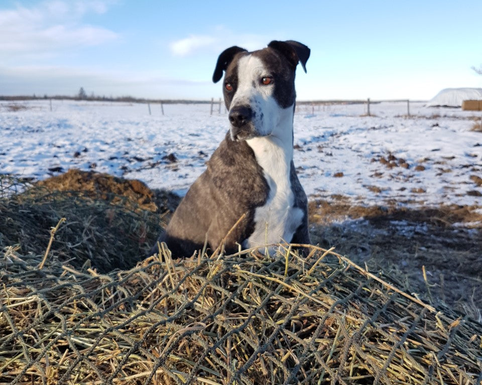 Transitioning to Winter Feeding: Why Nag Bags Hay Nets Are a Must-Have for Your Horses