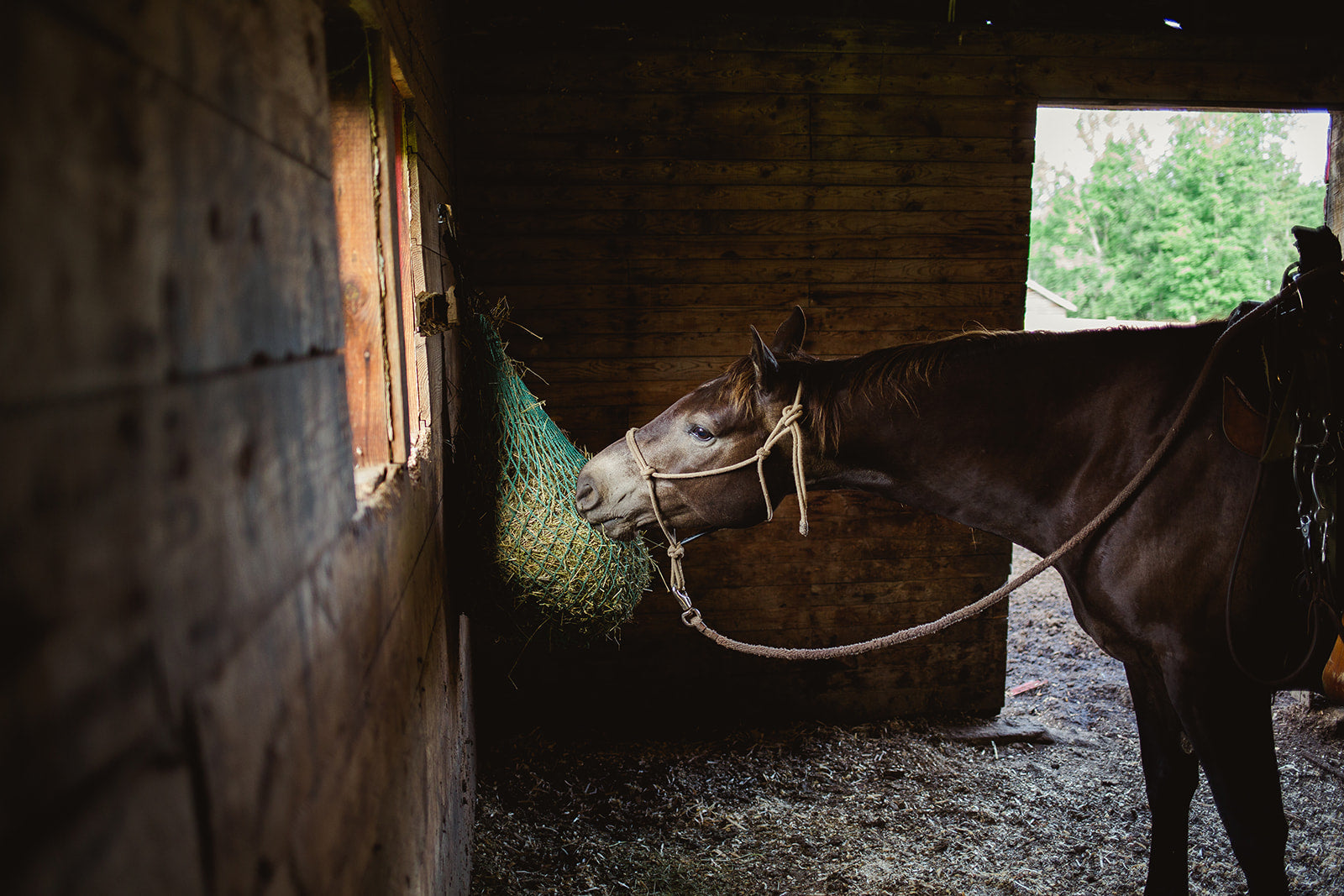 Horse eating from a hay net inside a stable