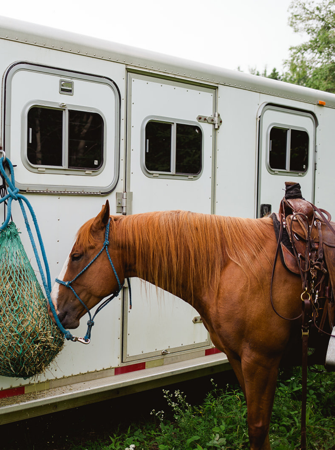 Brown horse with a bridle standing next to a white trailer with hay net.
