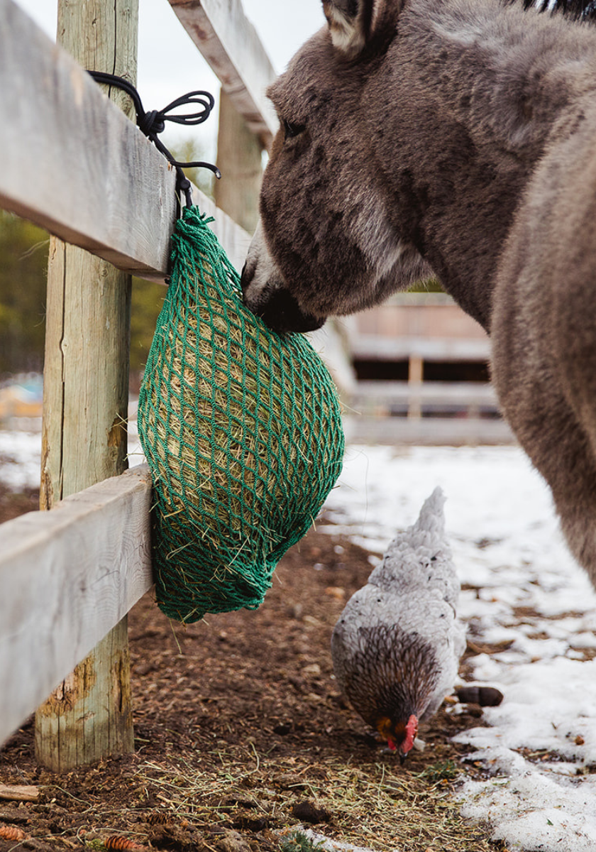 mini donkey eating from a hay net from a fence while a chicken eats below 