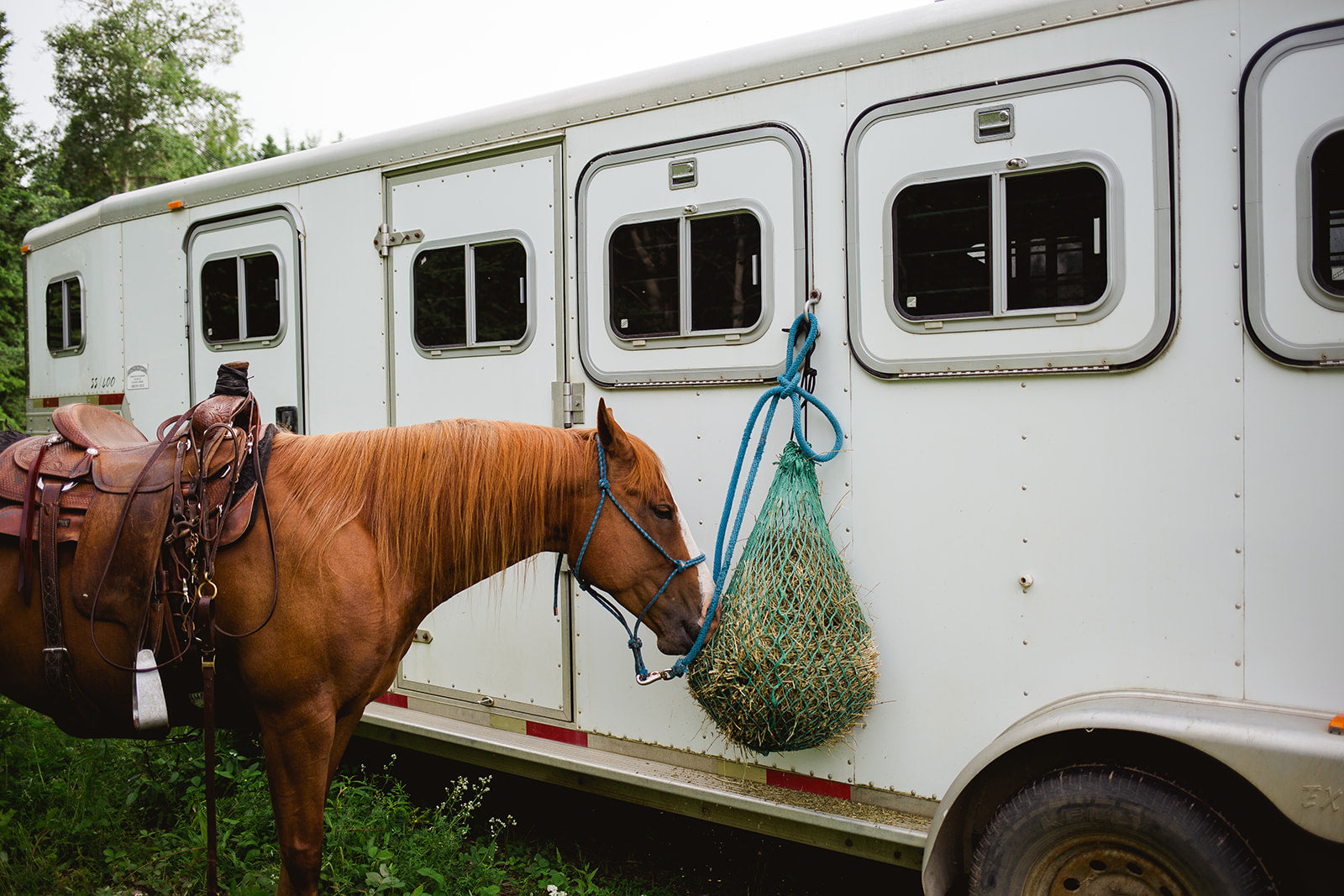 Horse eating from a green hay net off a white trailer 