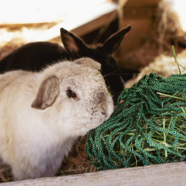 Bunny-Bags-NAG-Bags.png
