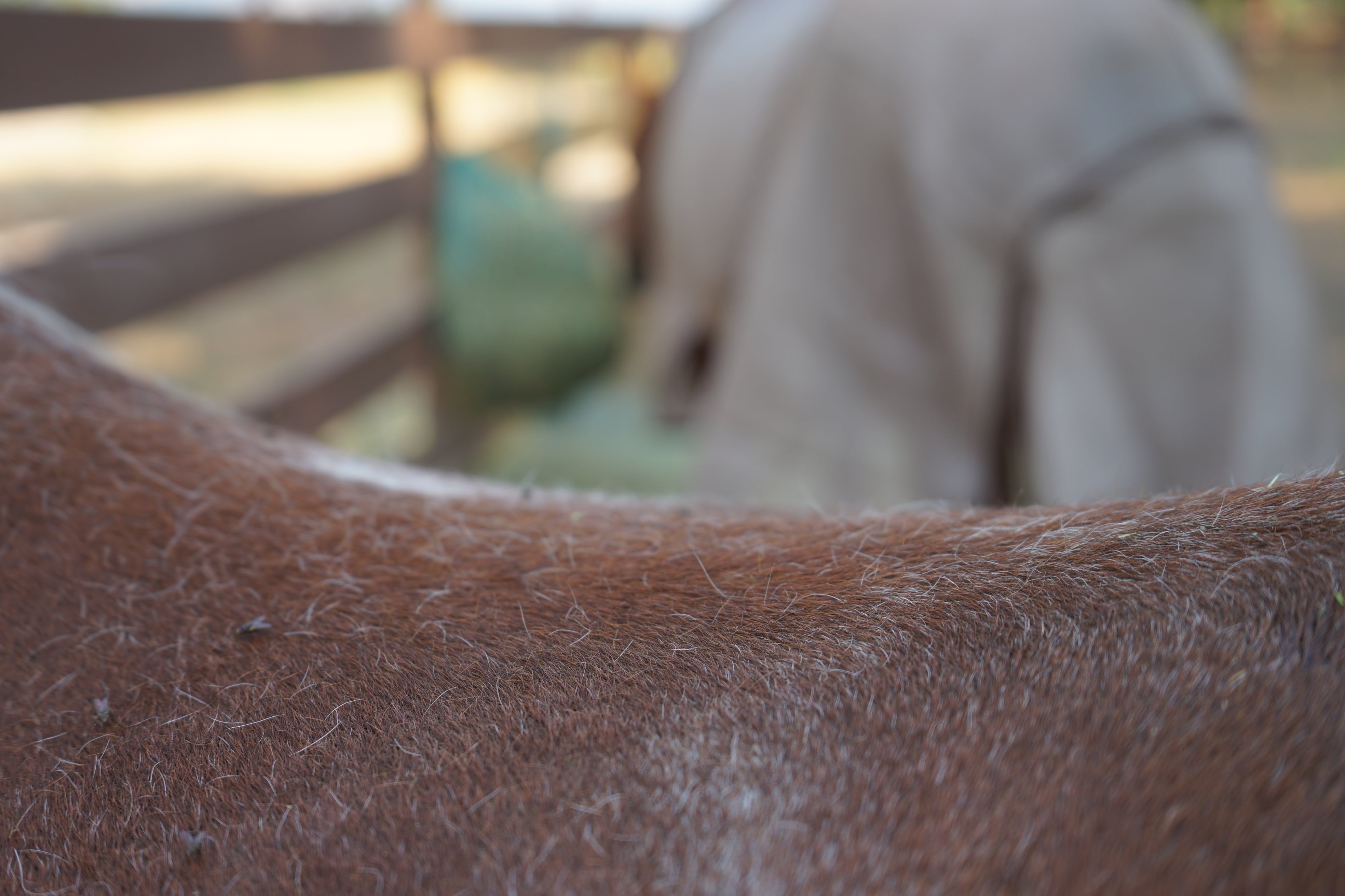 looking over a horse hairy back with a green hay net in the background 