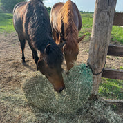 two horses eating from a green knotless hay net off the ground 