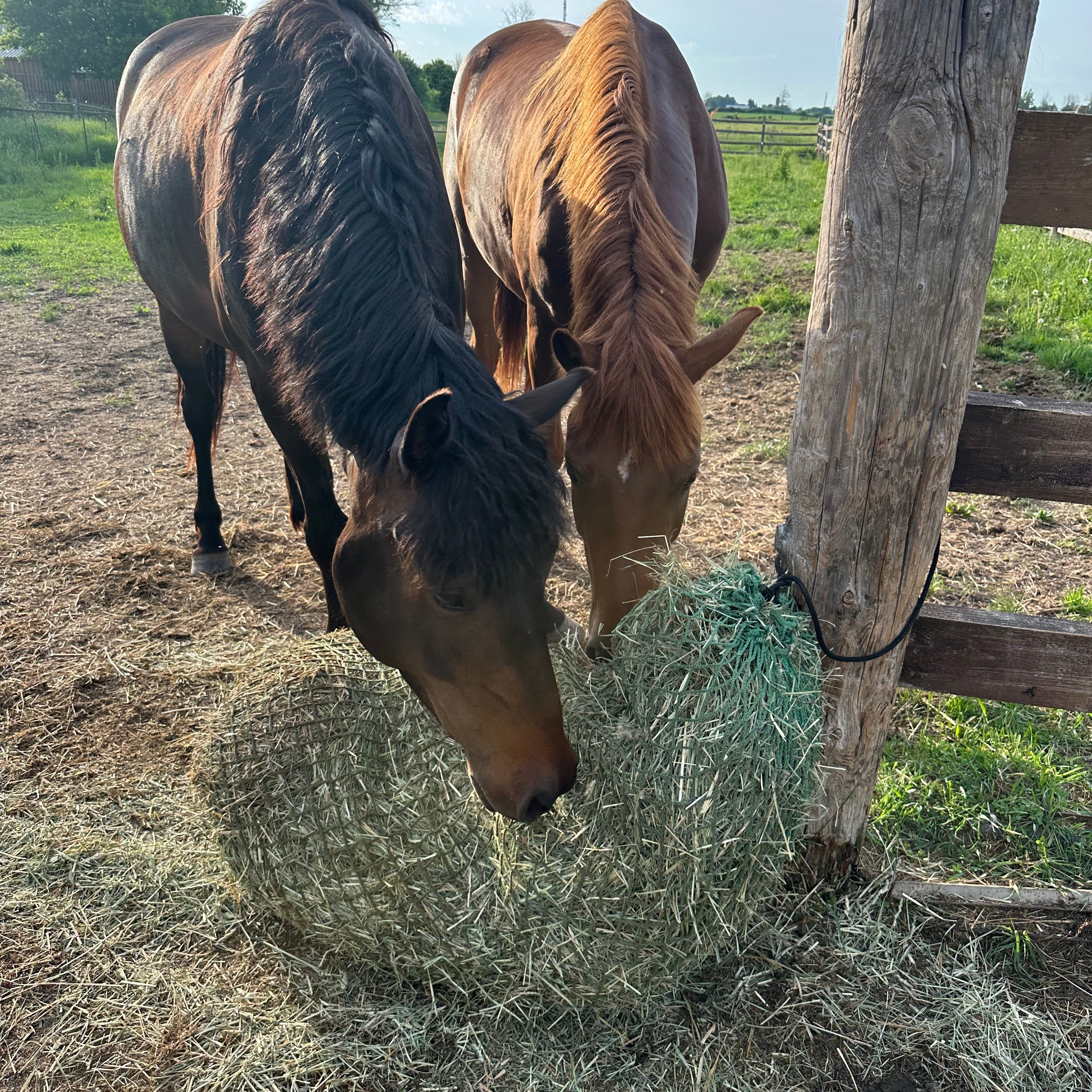 two horses eating from a green knotless hay net off the ground 