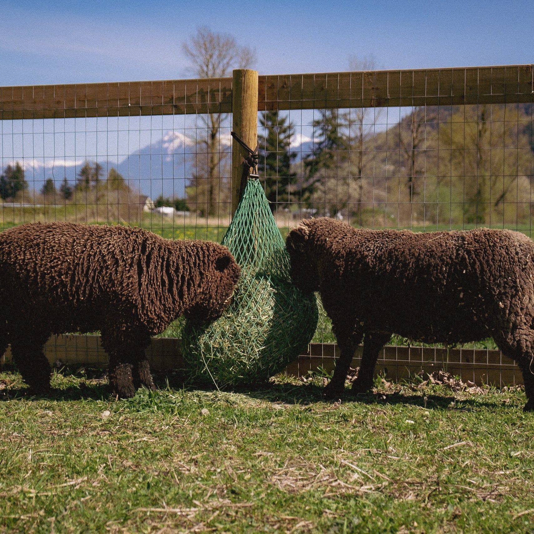 hay net with two black sheep in a field 