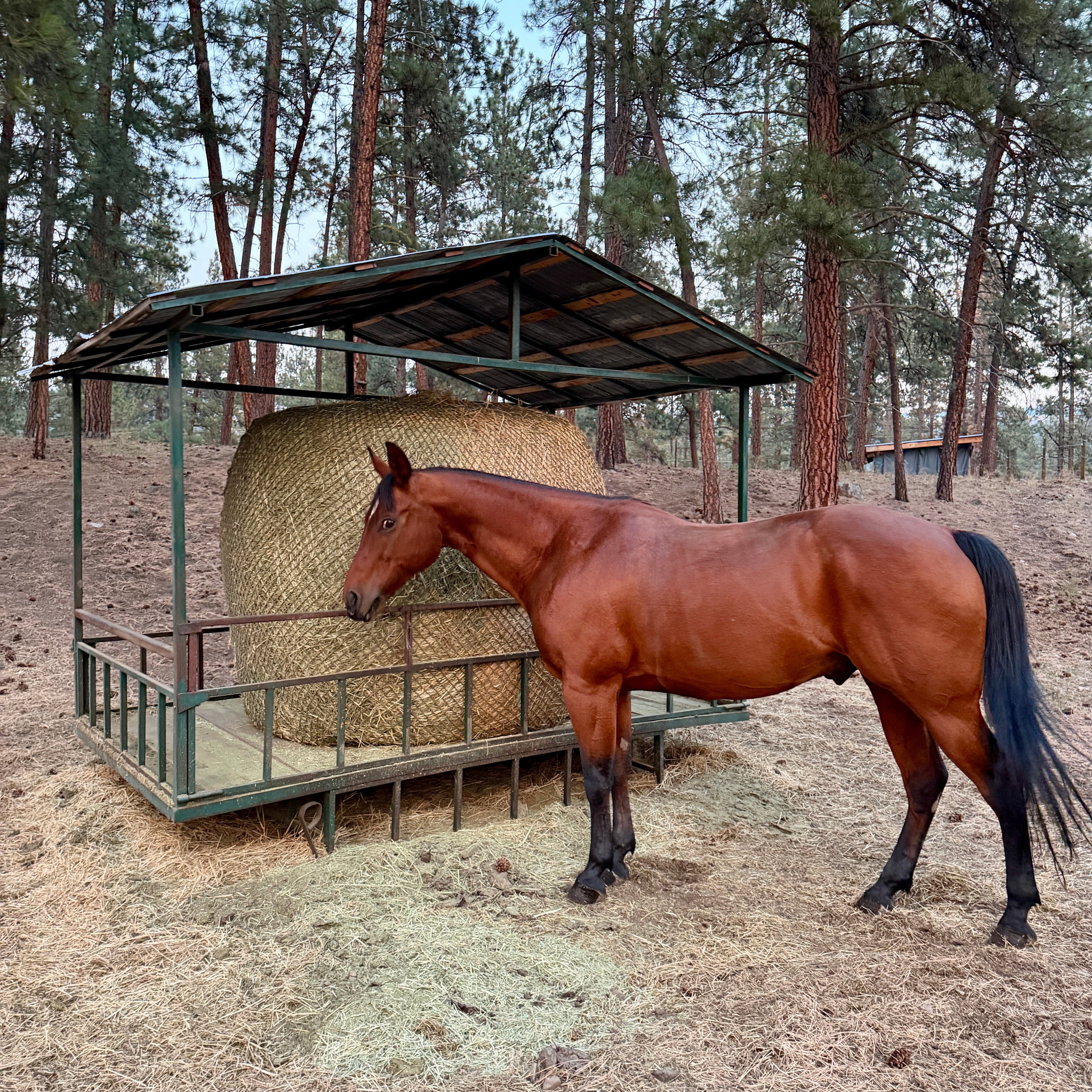 Horse eating from a round bale net in a large feeder 