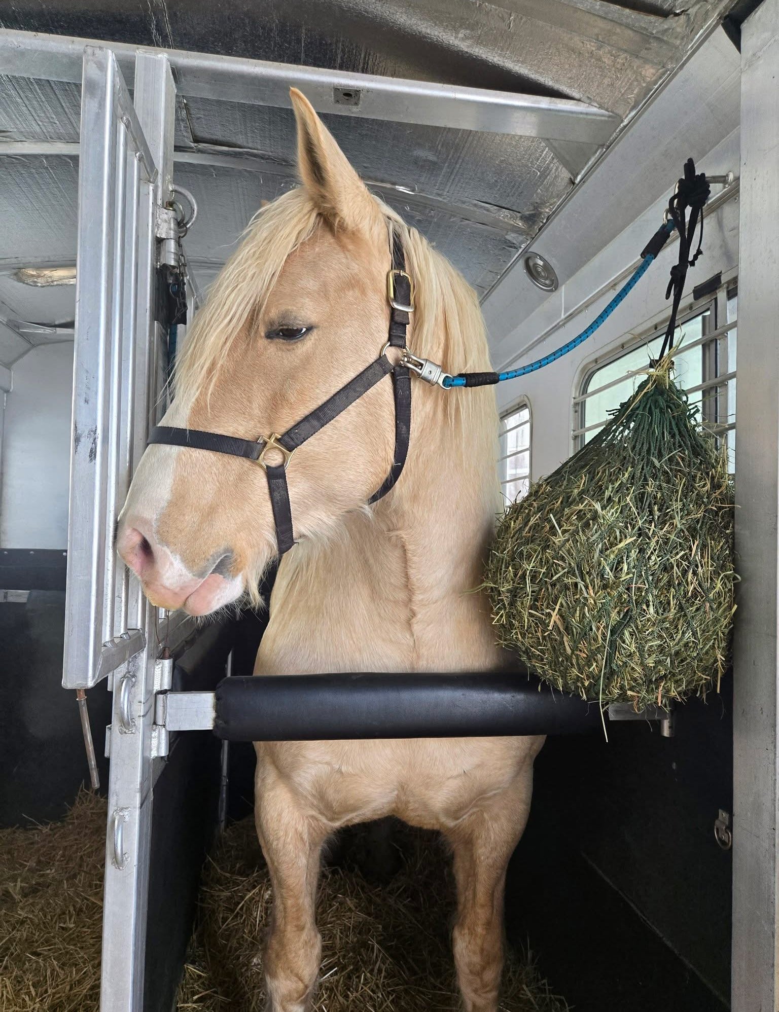 Horse inside a trailer with hay hanging nearby