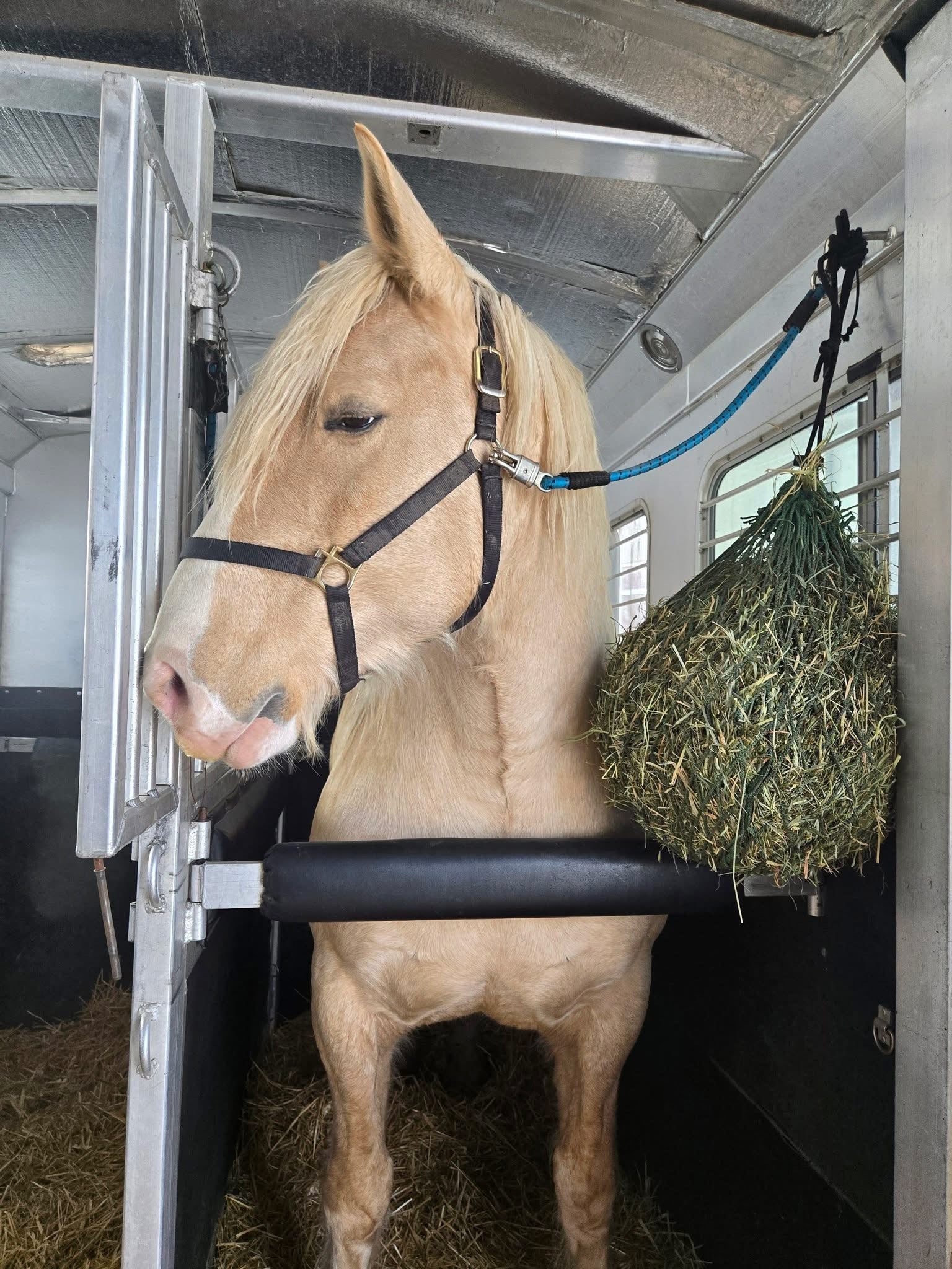 Horse inside a trailer with hay hanging nearby