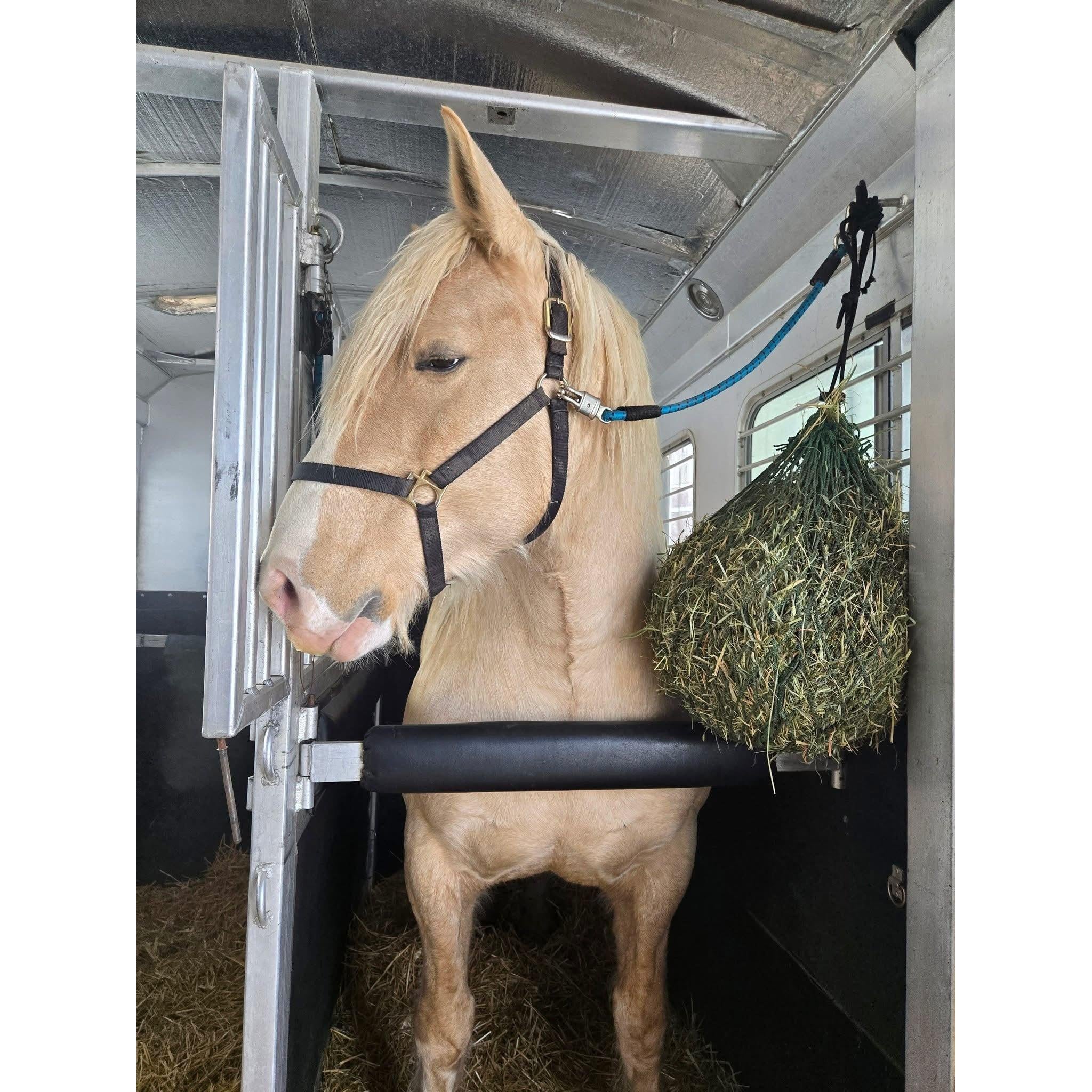 Horse inside a trailer with hay hanging nearby