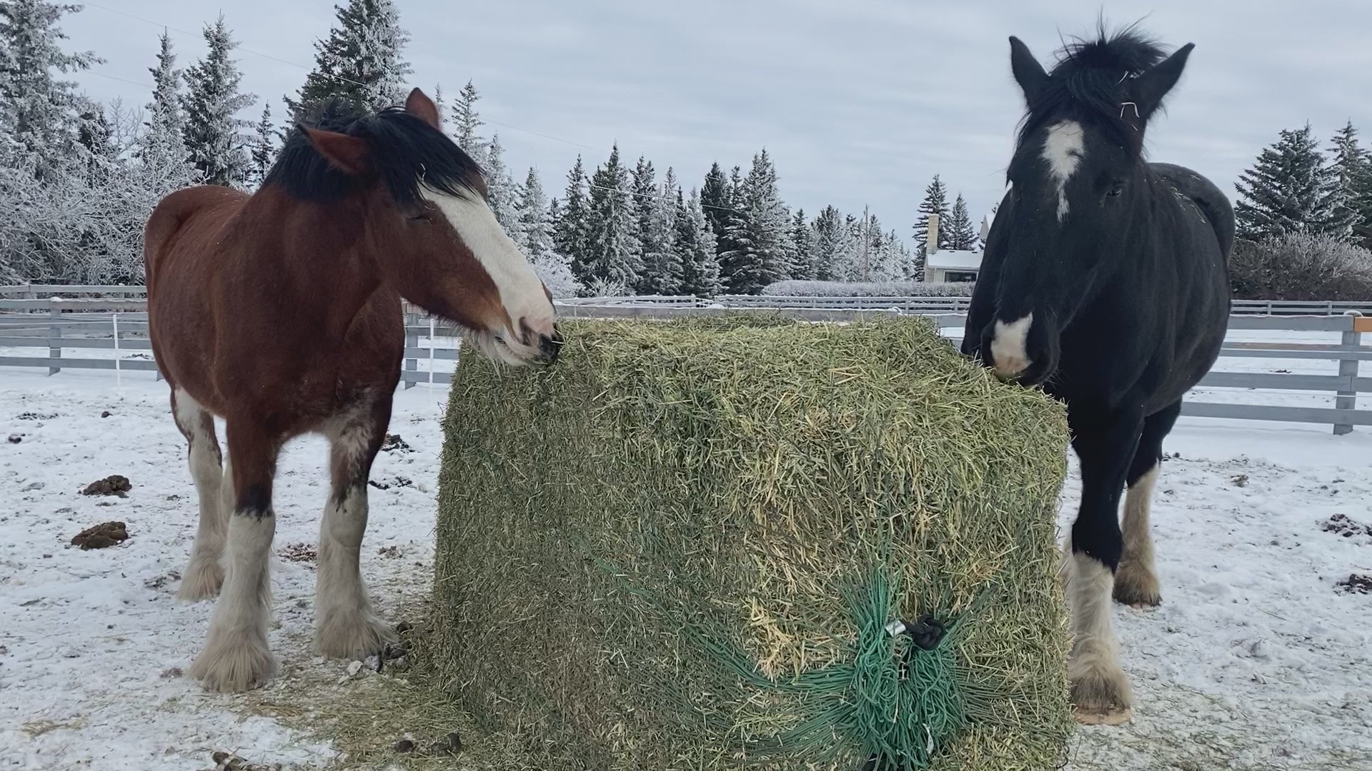 Large Square Bale Bag