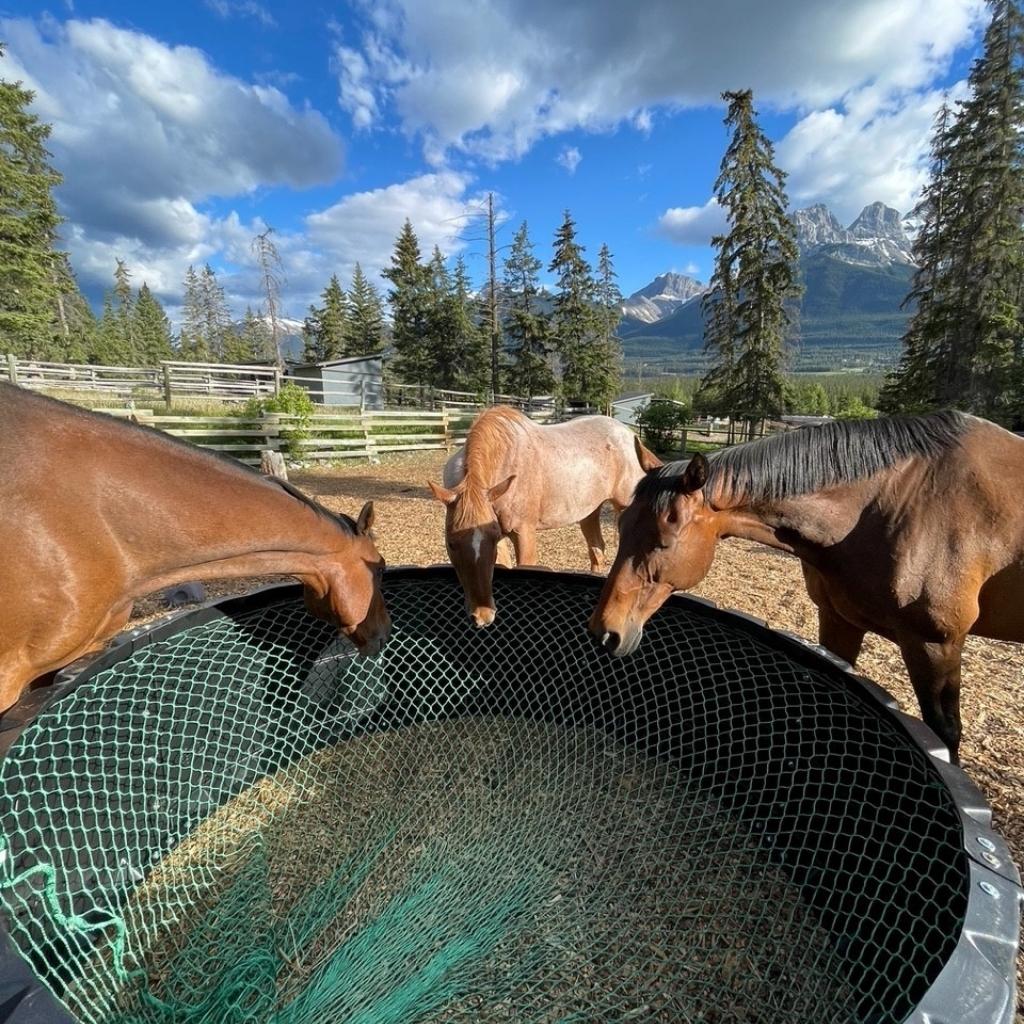 Poly B Rings Poly Ring Round Bale Feeder – Nag Bags